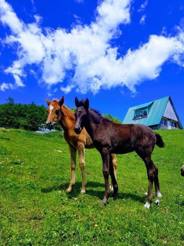 Etno Village Katun Žabljak Exteriér fotografie