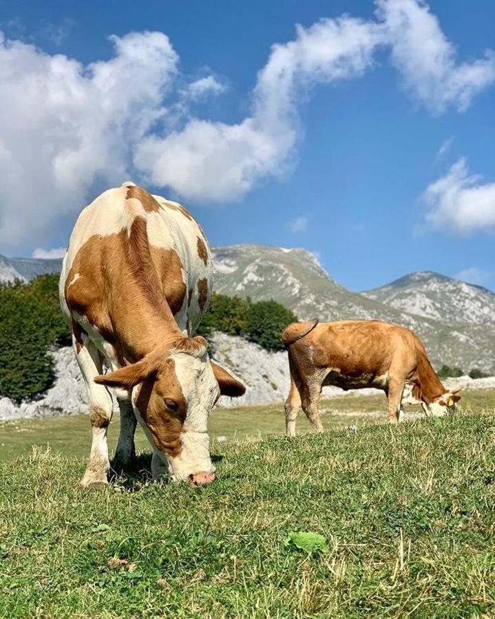 Etno Village Katun Žabljak Exteriér fotografie